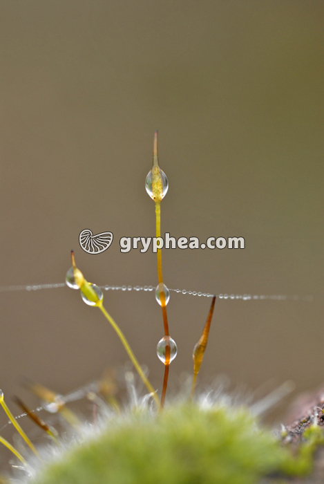 Sporogones de mousses avec rosée (Barbula muralis) - gryphea.com